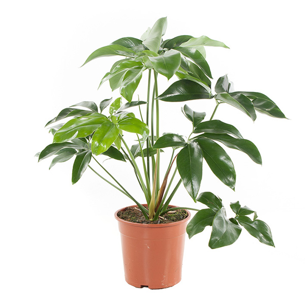 Philodendron Green Wonder - P 24 cm 1 Philodendron Green Wonder - P 24 cm