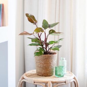 Philodendron - Pink Princess - P19