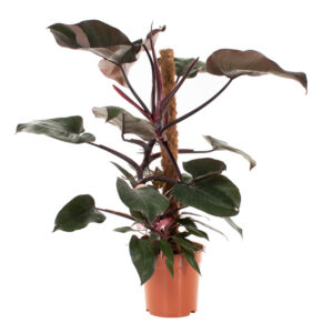 Philodendron Pink Princess - P 21 cm