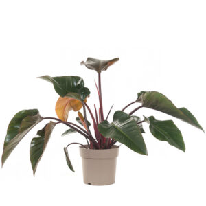 Philodendron Red Beauty - P 27 cm