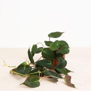 Philodendron Scandens Micans - P12