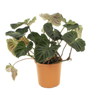 Philodendron Verrucosum XXL - P 30 cm