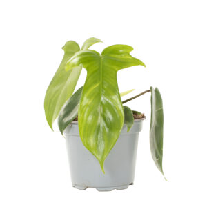 Philodendron Florida Ghost - P 12 cm