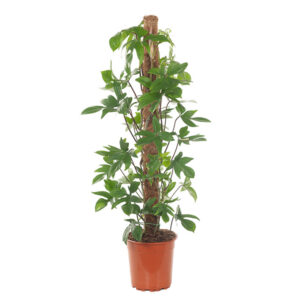 Philodendron Pedatum - P 24 cm