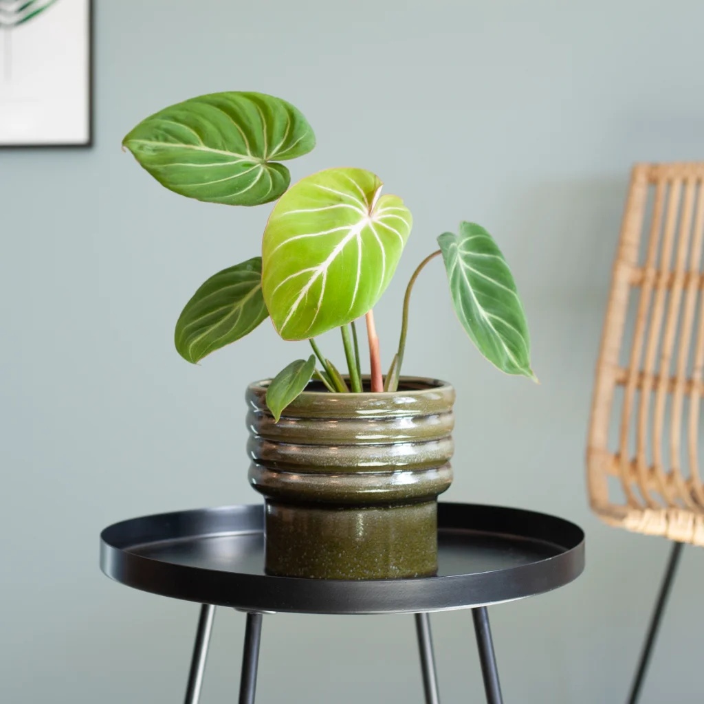 Philodendron Gloriosum - P15 1 Philodendron Gloriosum - P15