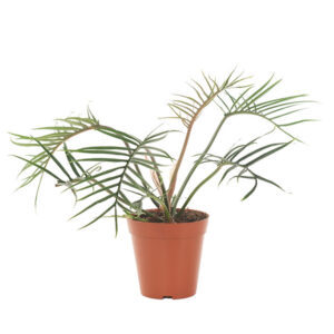 Philodendron Polypodioides (Tortum) - P14