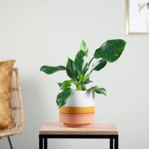 Philodendron White Wizard - P12