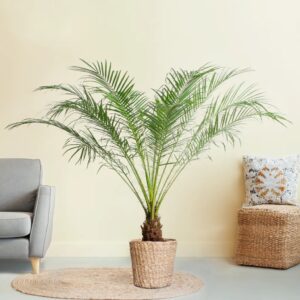 Phoenix Roebelenii - Dwergdadelpalm - P24