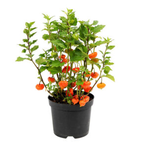 Lampionplant (Physalis Alkekengi) - P 19 cm