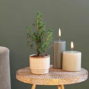 Mini Kerstboom - Picea Glauca Conica - P9