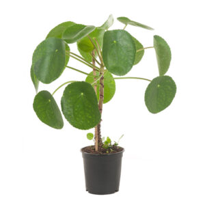 Pannenkoekplant op stam - P 15 cm