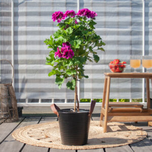 Pelargonium op stam - P19