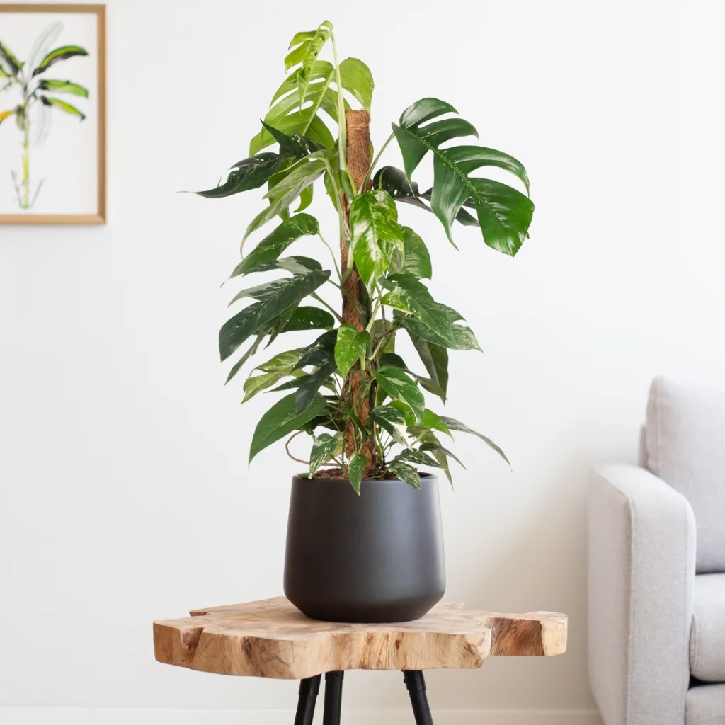 Epipremnum Pinnatum Variegata (op mosstok) - P19 1 Epipremnum Pinnatum Variegata (op mosstok) - P19