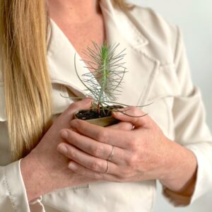 Pinus Pinea - Parasolden - Brievenbusboompje