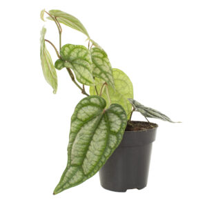 Piper Sylvaticum - P12