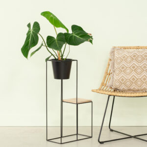 Philodendron Gloriosum - P15