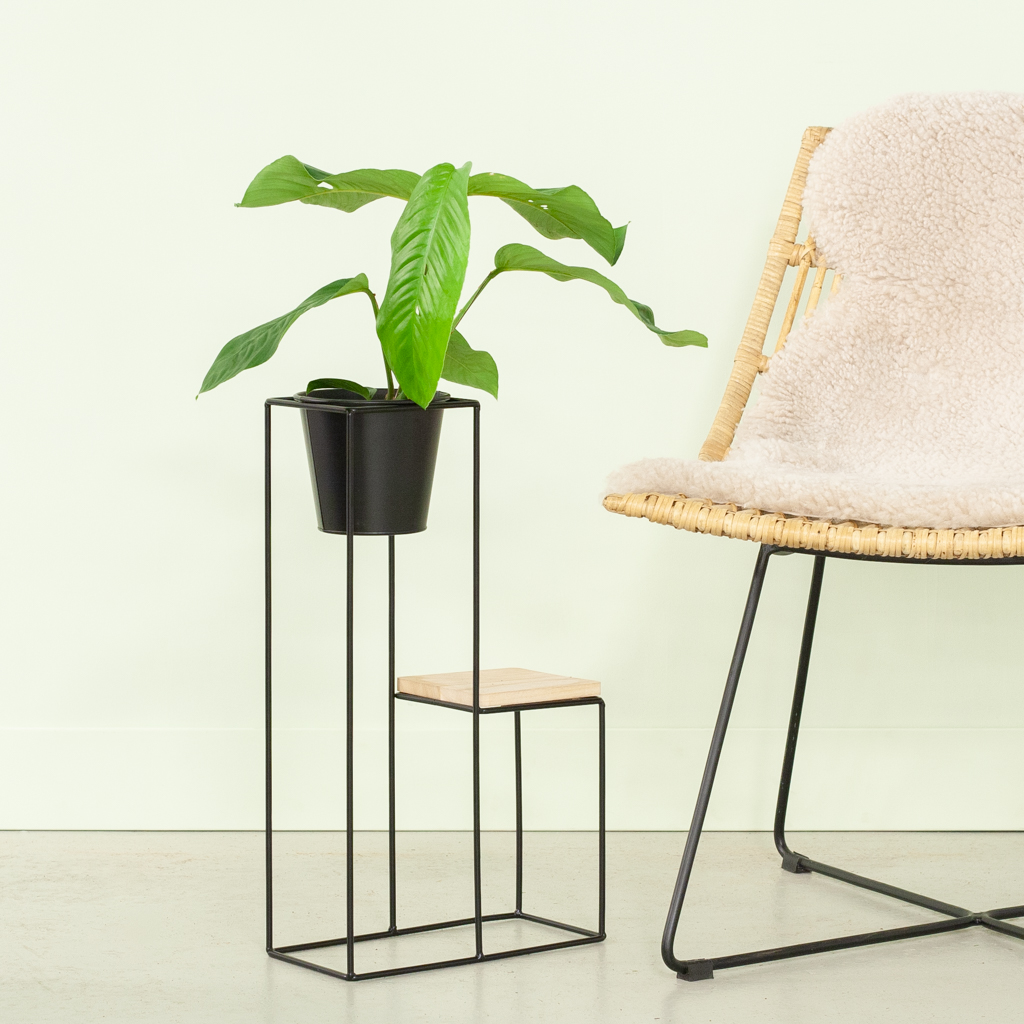 Rhaphidophora Foraminifera- P12 1 Rhaphidophora Foraminifera- P12