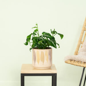 Syngonium Wendlandii - P12