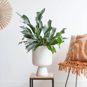 Platycerium Bifurcatum - Hertshoornvaren - P17