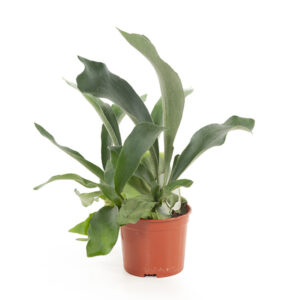 Hertshoornvaren (Platycerium bifurcatum) - P 12 cm