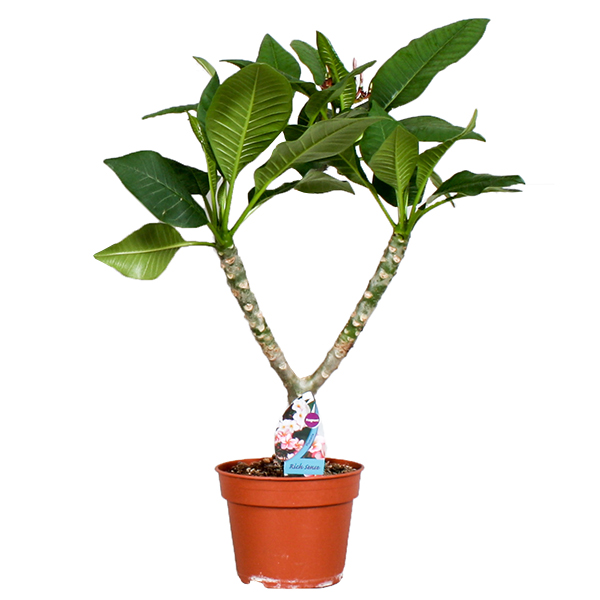 Plumeria Frangipani (Tempelboom vertakt) - P17 1 Plumeria Frangipani (Tempelboom vertakt) - P17