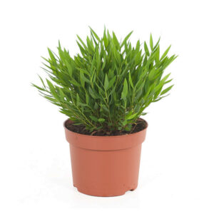 Kamerbamboe (Pogonatherum 'Monica') P 12 cm