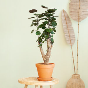 Polyscias Fabian - Aralia - P17