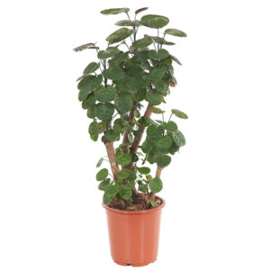Polyscias Fabian (Aralia) - P 24 cm
