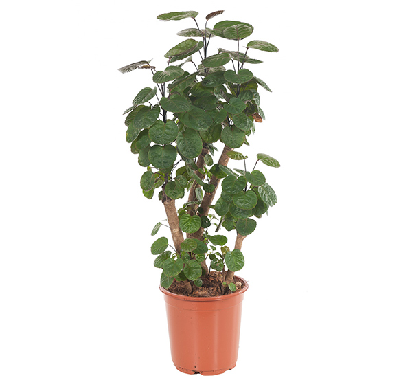 Polyscias Fabian (Aralia) - P 24 cm 1 Polyscias Fabian (Aralia) - P 24 cm