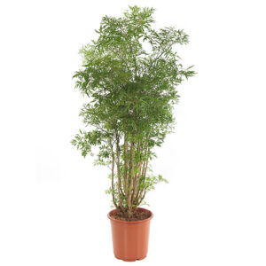 Polyscias 'Ming' (Aralia) P 24