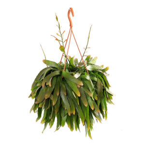 Rhipsalis Ramulosa 'Red Coral' - P21