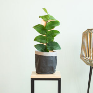 Rhaphidophora Korthalsii - P17