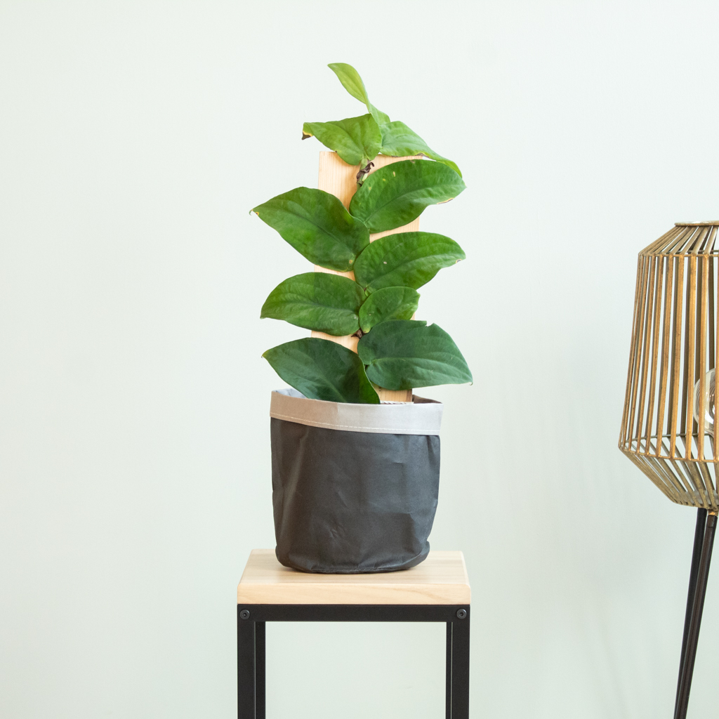 Rhaphidophora Korthalsii - P17 1 Rhaphidophora Korthalsii - P17