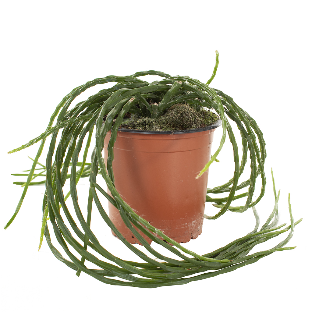 Rhipsalis Paradoxa - P 11 cm 1 Rhipsalis Paradoxa - P 11 cm