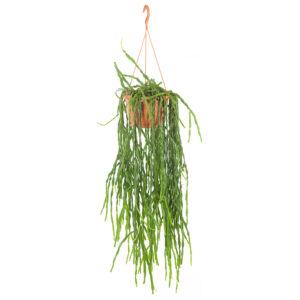 Rhipsalis Paradoxa - P 20 cm