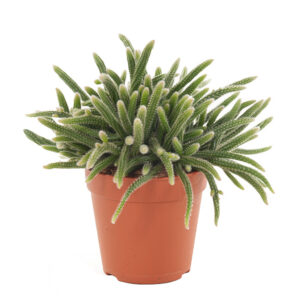 Rhipsalis Horrida (Rotskoraal) - P 17 cm