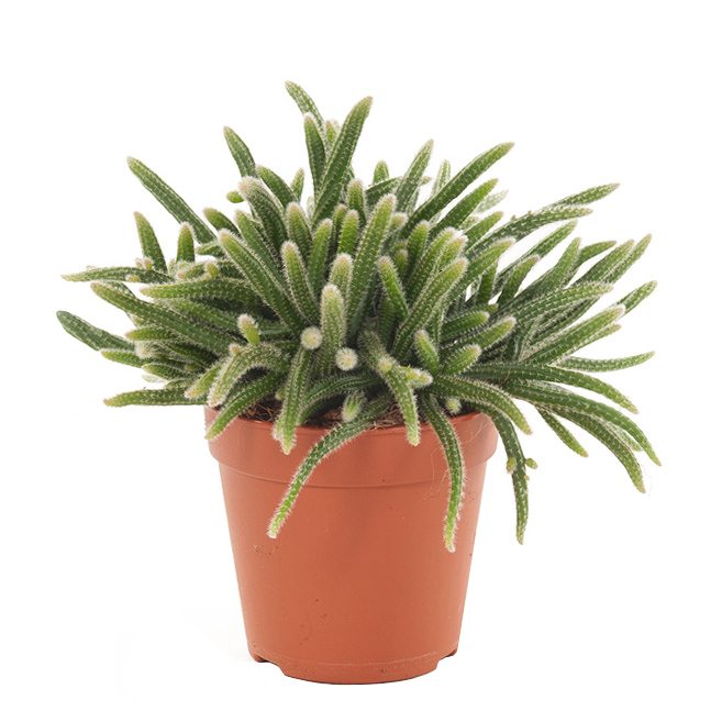 Rhipsalis Horrida (Rotskoraal) - P 17 cm 1 Rhipsalis Horrida (Rotskoraal) - P 17 cm