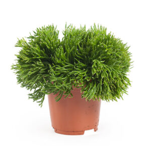 Rhipsalis Burchelli (Easy Care) - P 17 cm
