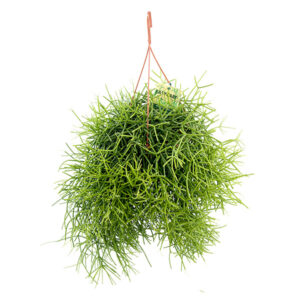 Rhipsalis Heteroclada (Easycare) - P21