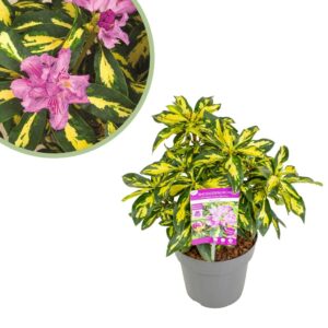 Rhododendron Blattgold - Rododendron - P19