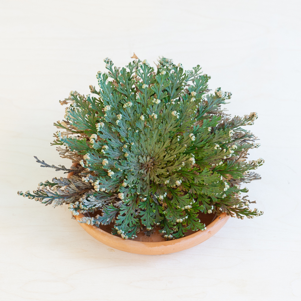 plantje.nl Bijzondere planten,Woonkamer,Plant cadeau,Kamerplanten Roos van Jericho Droog,Balvormig Kan volledig uitdrogen,Opstandingsbloem,Geen 1 plantje.nl Bijzondere planten,Woonkamer,Plant cadeau,Kamerplanten Roos van Jericho Droog,Balvormig Kan volledig uitdrogen,Opstandingsbloem,Geen