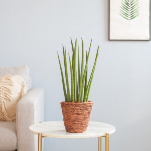 Sansevieria Cylindrica Straight - P12