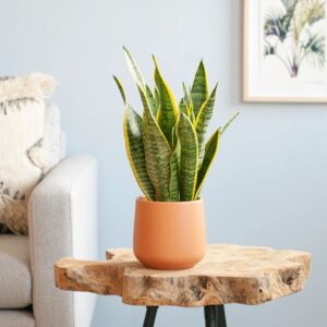 plantje.nl Sansevieria Laurentii Groen,Geel Verticale bladeren,Gele rand Luchtzuiverende eigenschappen