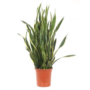 Sansevieria Laurentii XXL (Vrouwentong) - P 30 cm