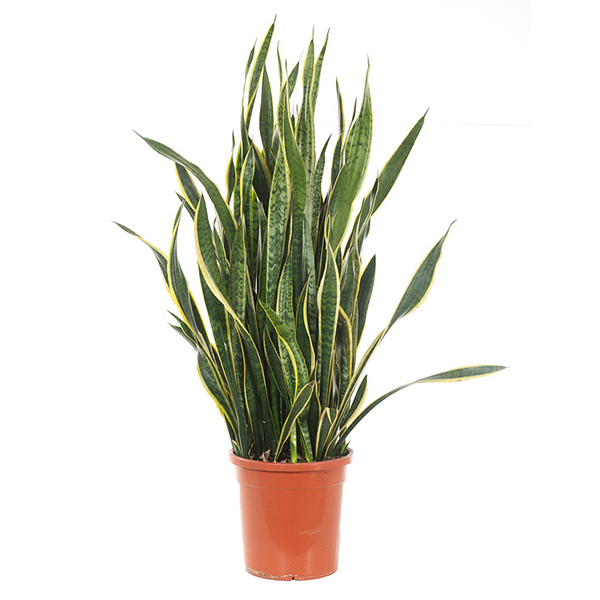 Sansevieria Laurentii XXL (Vrouwentong) - P 30 cm 1 Sansevieria Laurentii XXL (Vrouwentong) - P 30 cm