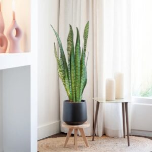 plantje.nl Sansevieria Zeylanica Vrouwentong Groen