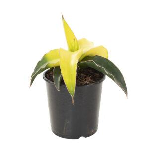 Sansevieria Star Canary - P 9 cm