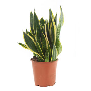 Sansevieria laurentii - Vrouwentong - P21