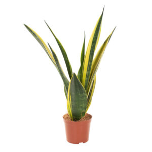 Sansevieria Trifasciata Gold Flame (vrouwentong) - P 12 cm