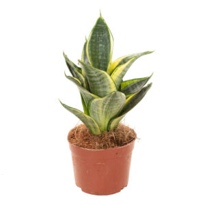 Sansevieria Golden Hahnii (mini) - P6